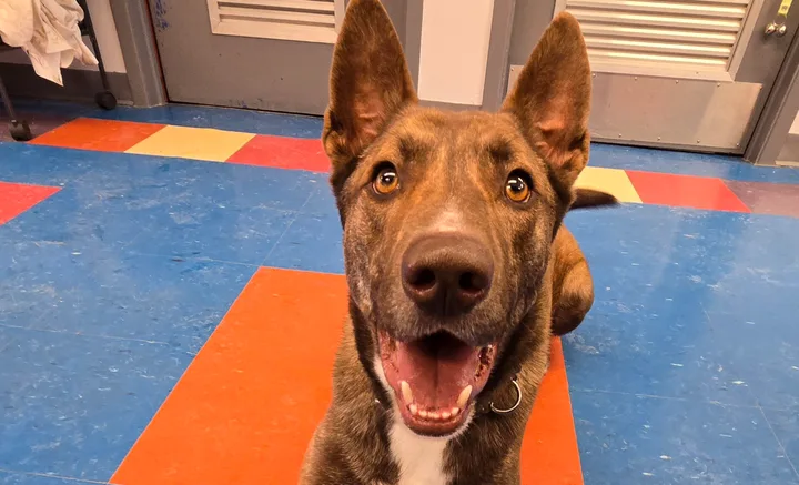 A dog photographed at Clarington Animal Shelter for the city’s lost-pet information. This photograph does not show current adoption availability.