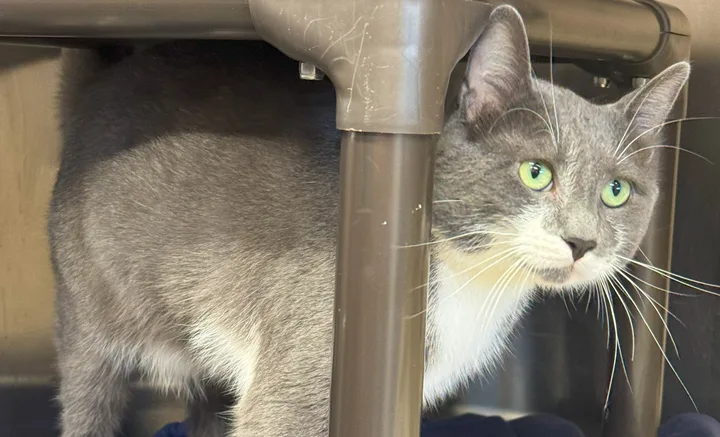 A kitten photographed at Clarington Animal Shelter. Call to arrange animal intake; this is not a current adoption listing.