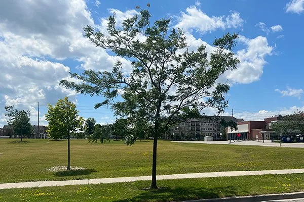 Trees on a Clarington boulevard, shown in the municipal tree-service information.