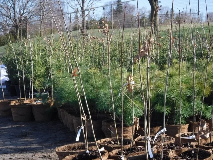 Trees prepared for pickup in Clarington’s planting-program information.