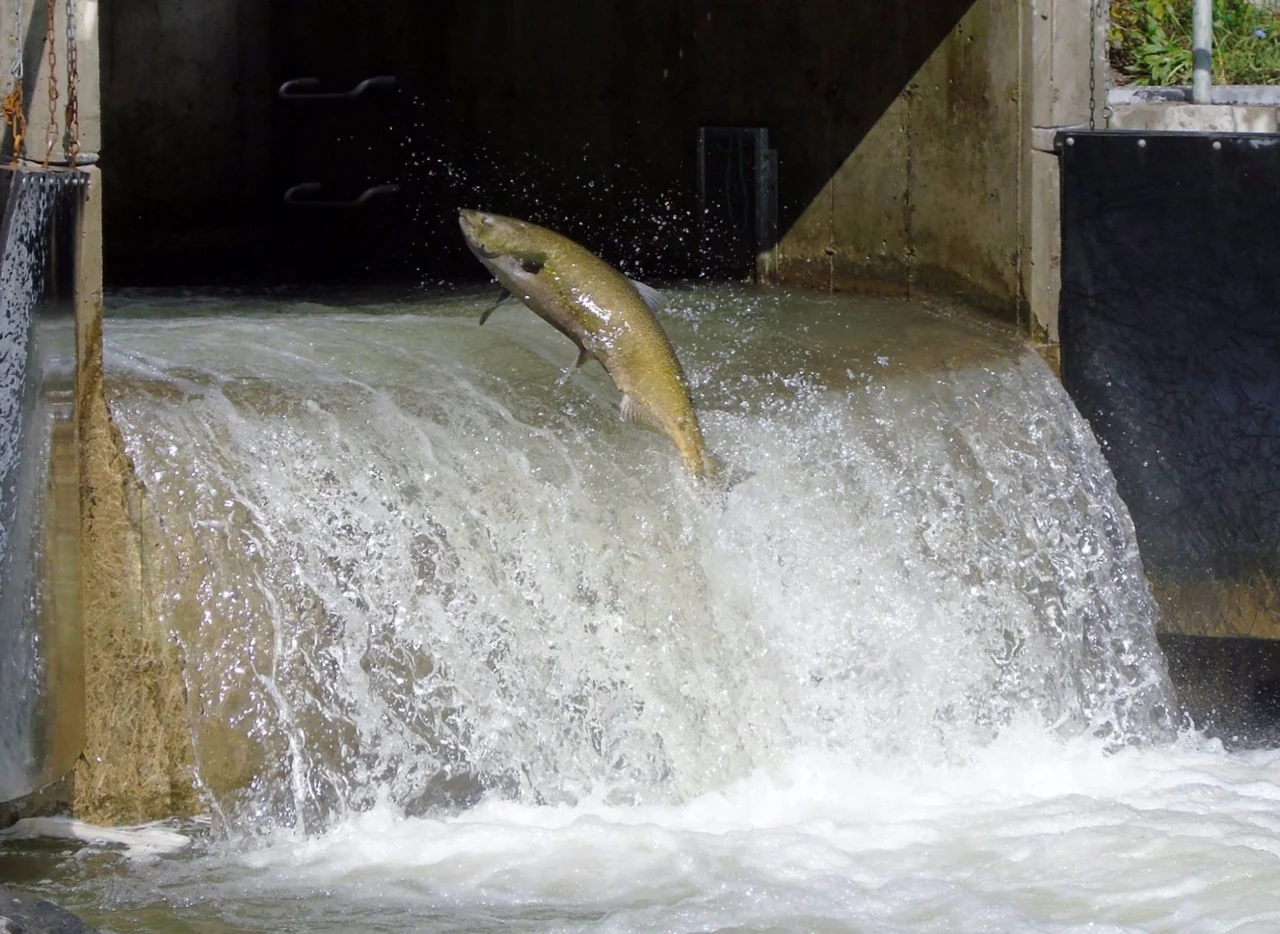 A salmon at the Bowmanville fish ladder in a visitor’s source photograph. A visit does not guarantee seeing a fish jump.